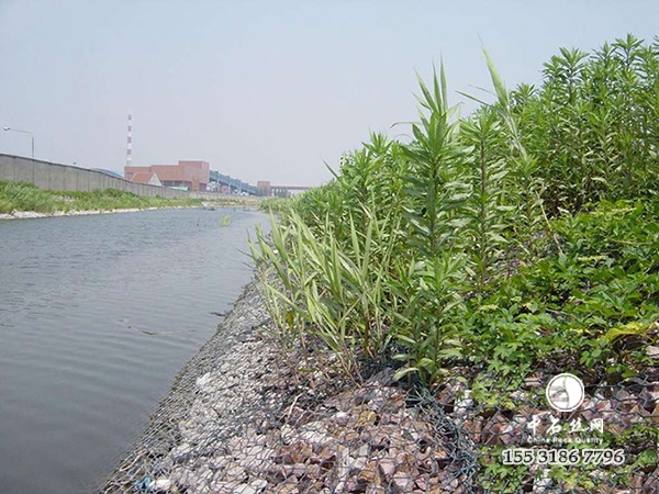 雷諾護(hù)墊 雷諾護(hù)墊